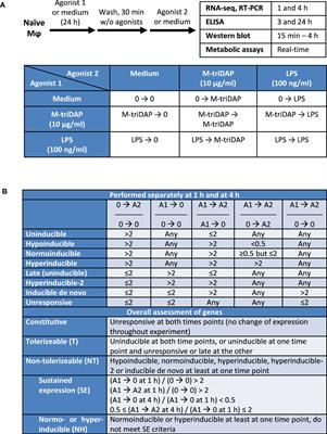 Inhibition of specific signaling pathways rather than epigenetic silencing of effector genes is the leading mechanism of innate tolerance